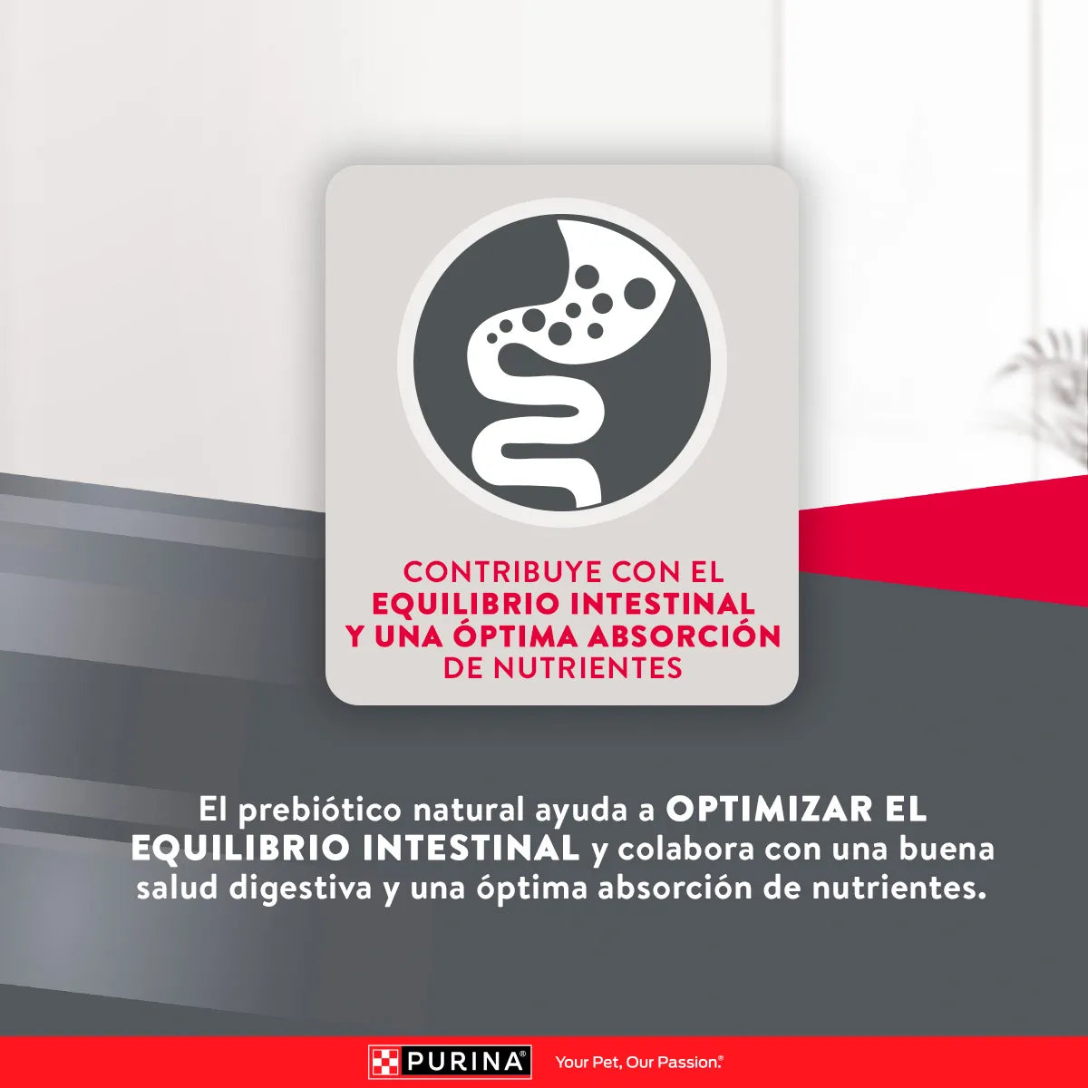 Purina Excellent Adulto Razas Medianas y Grandes 12 kg